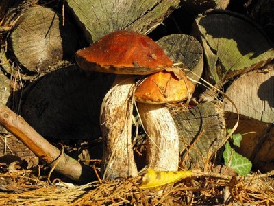sfeerfoto paddenstoelen
